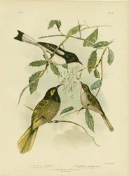 Melifago dal volto giallo, 1891