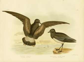 Petrello dalle zampe gialle, 1891
