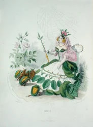 La rosa (Rosa Centifolia) la regina dei fiori, da 