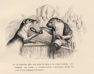 Una zibetto offre una presa di tabacco a un vecchio castoro, il maiale dietro di lui tenta di trattenersi. Vignette illustrate da JJ Granville. Incisione firmata Andrew Best e Leloir nel prologo intitolato "Résumé parlementaire" scritto da PJ Stahl in "Sce