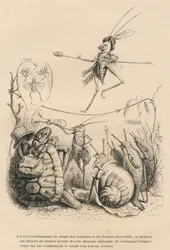 Grillo che suona la tromba davanti a una tartaruga, una lumaca e limacce. Sopra di lui, un altro grillo si equilibra su un filo. Vignette illustrate da J. J. Grandville. Incisione firmata da Godard nella sezione intitolata «Le avventure di una farfalla»