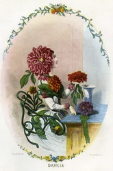Illustrazione per 