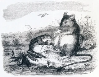 La rana e il topo (La grenouille et le rat) - Favole di La Fontaine
