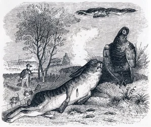 La lepre e la pernice (Le lièvre et la perdrix) - Favole di La Fontaine