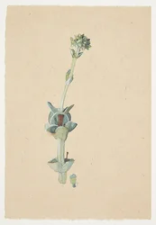 Studio di un Fiore