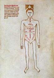 Chirurgia: rappresentazione del corpo umano. Miniatura in "Liber notabilium Philippi septimi francorum regis, a libris Galieni extractus" scritta da Gui (Guy) di Pavia