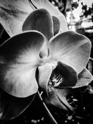Fiore nº 11, 2025 (foto)
