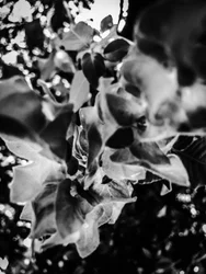Fiore nº 12, 2025 (foto)