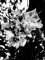 Fiore nº 13, 2025 (foto)