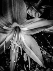 Fiore nº 14, 2025 (foto)