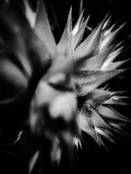 Fiore nº 15, 2025 (foto)