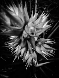 Fiore nº 16, 2025 (foto)