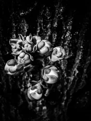 Fiore nº 17, 2025 (foto)