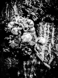 Fiore nº 18, 2025 (foto)
