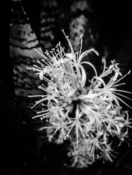 Fiore nº 21, 2025 (foto)