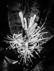 Fiore nº 22, 2025 (foto)