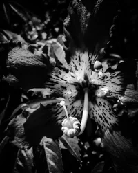 Fiore nº 23, 2025 (foto)