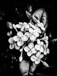 Fiore nº 24, 2025 (foto)