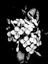 Fiore nº 26, 2025 (foto)