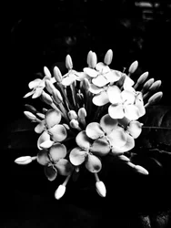 Fiore nº 27, 2025 (foto)