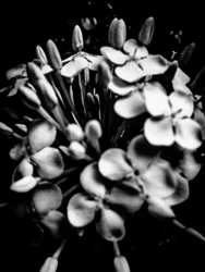 Fiore nº 28, 2025 (foto)