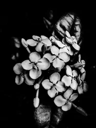 Fiore nº 29, 2025 (foto)
