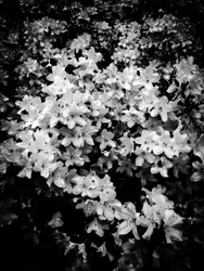 Fiore nº 2, 2025 (foto)