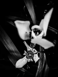 Fiore nº 31, 2025 (foto)