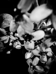 Fiore nº 34, 2025 (foto)