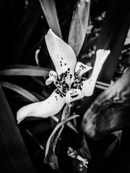 Fiore nº 35, 2025 (foto)