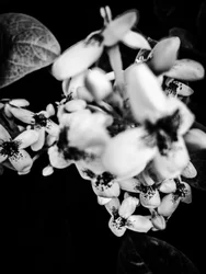 Fiore nº 36, 2025 (foto)