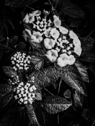 Fiore nº 37, 2025 (foto)