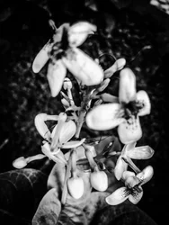 Fiore nº 38, 2025 (foto)