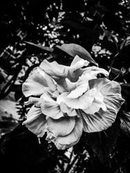 Fiore nº 39, 2025 (foto)