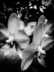 Fiore nº 3, 2025 (foto)