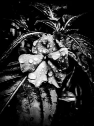Fiore nº 41 (foto)