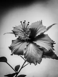Fiore nº 42 (foto)