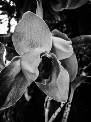 Fiore nº 43 (foto)