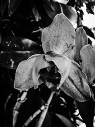 Fiore nº 44 (foto)