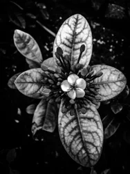 Fiore nº 45 (foto)