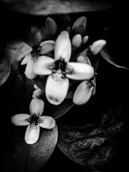 Fiore nº 47 (foto)