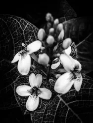 Fiore nº 48 (foto)