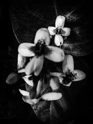 Fiore nº 49 (foto)