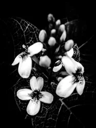 Fiore nº 50 (foto)