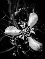 Fiore nº 53 (foto)