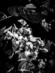 Fiore nº 6, 2025 (foto)