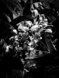 Fiore nº 7, 2025 (foto)