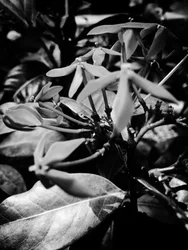 Fiore nº 8, 2025 (foto)