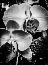 Fiore nº 9, 2025 (foto)