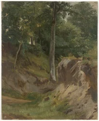 Ruscello secco nel bosco